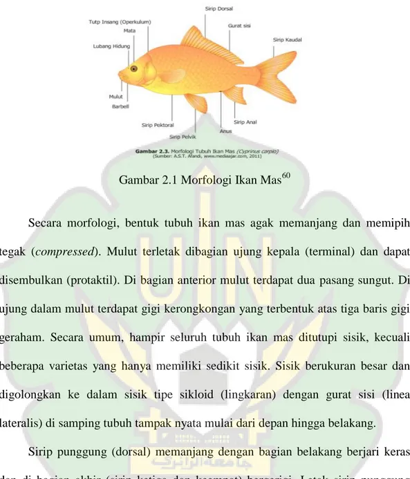 Gambar 2.1 Morfologi Ikan Mas 60