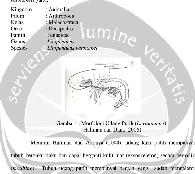 Gambar 1. Morfologi Udang Putih (L. vannamei)  (Haliman dan Dian,  2006) 