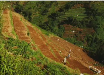 Figur 2 menunjukkan bahwa dari tahun 2011 hingga 2014, luas lahan perkebunan kentang di  Kecamatan Kejajar meningkat 12 persen, dan di Kabupaten Wonosobo meningkat 15 persen