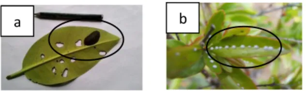 Gambar 8 (a)  hama  keong  (Kelas  Gastropoda)  yang  menempel  pada  batang  R.  apiculata,  (b)  hama  kumbang (Xanthochroa sp.) menempel  pada batang R