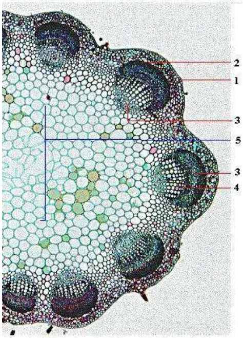 Gambar : Penampang batang dikotil (tripolium) memperlihatkan bagian epidermis, korteks dan stele