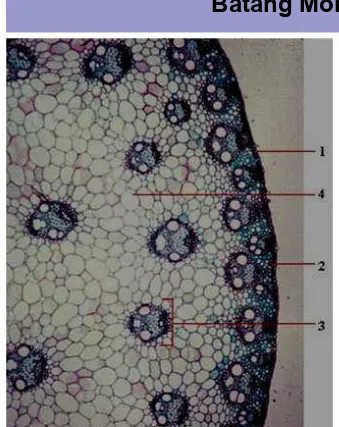 Gambar ; Gambar memperlihatkan penambang batang tanaman monokotil, berkas pembuluh angkut susunannya tersebar sampai ke bagian dalam batang..Keteraangan: 1 epidermis, 2 hipodermis, 3 