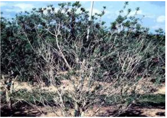 Figure 9. Yellowing of pepper plants resulting from nematode  damage to roots.