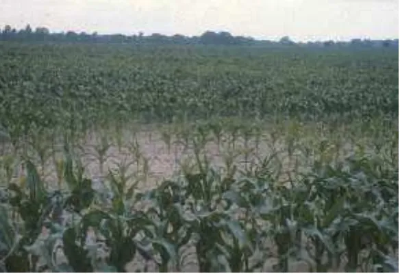 Figure 19. Spurge is a weed often associated with nematode damage to turf grasses.