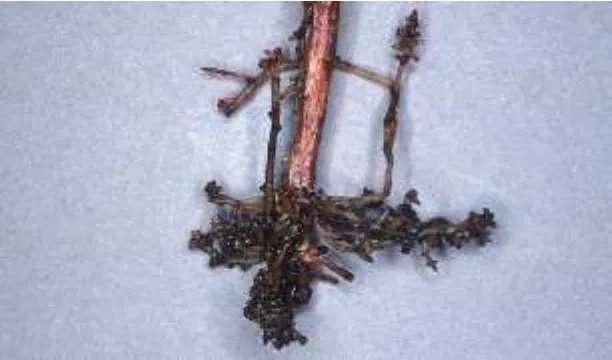 Figure 23. Massive lumpy galls caused by root-knot nematodes on  passion flower roots.