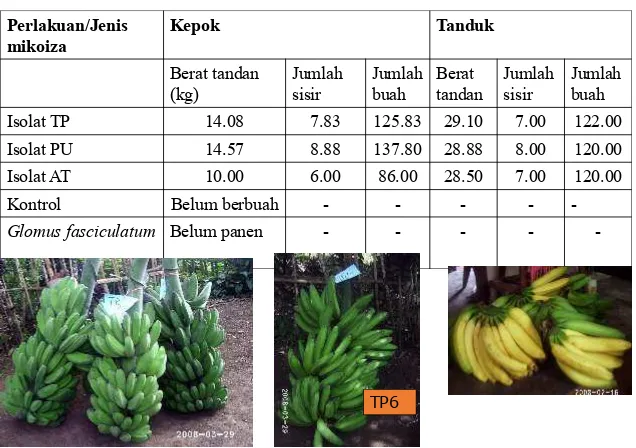 Tabel 3. Rata- rata Hasil panen tanaman pisang di lahan endemik T.Panjang