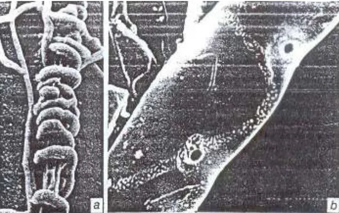 Gambar 3.8.  a. Hifa dari Arthrobotrys mengait sekeliling hifa Rhizotocnia yang telah mati dan 