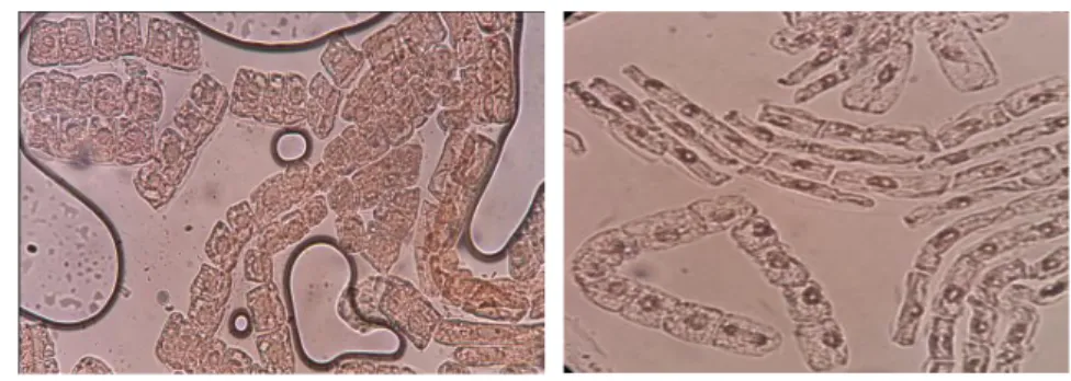 Gambar 1.4. Perbandingan hasil uji lama pewarnaan ekstrak kulit ubi jalar ungu pada pembelahan mitosis  Allium cepa dengan menggunakan pelarut akuades (a) dan pelarut asam sitrat (b)