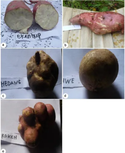 Gambar 2. Morfologi ubi jalar a. Jenis “ekenhup” untuk makanan bayi, b. Jenis “silombi” untuk makanan orang sakit, c