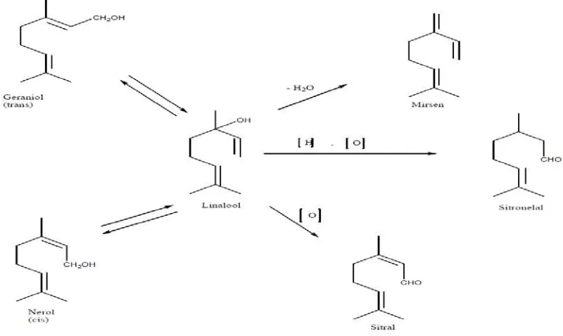 Gambar 2.2 Biosintesis Terpenoid (Achmad, 1985). 