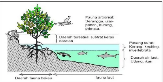 Gambar 1. Diagram ilustrasi penyebaran fauna di habitat ekosistem mangrove.  Hewan-hewan  yang  hidupnya  menempati  daerah  dengan  substrat  yang  keras  (tanah)  atau  akar mangrove maupun pada substrat yang lunak (lumpur)