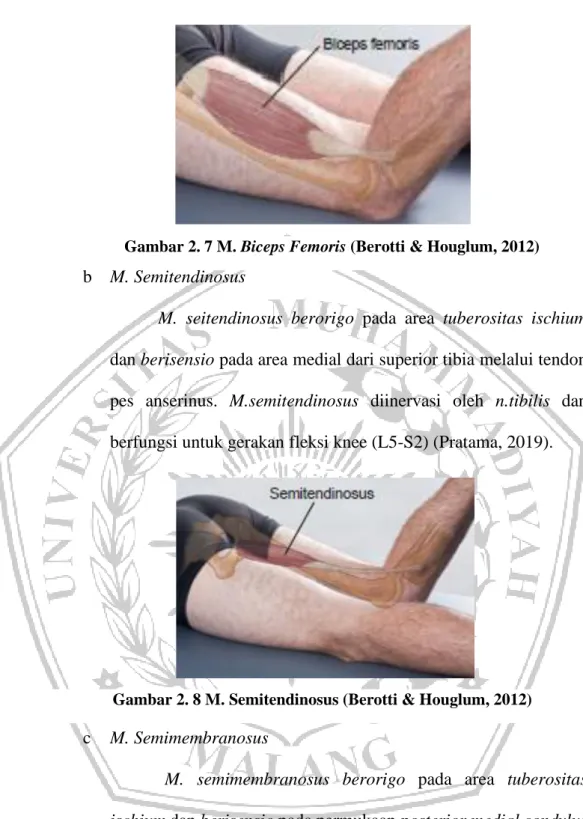Gambar 2. 7 M. Biceps Femoris (Berotti &amp; Houglum, 2012) 