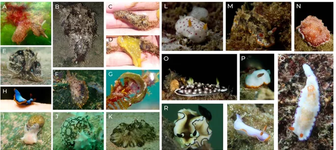 Gambar 2. Aplysiida (Anaspidea): A. Aplysia oculifera, B. Dolabella auricularia, C. Stylocheilus striatus, D