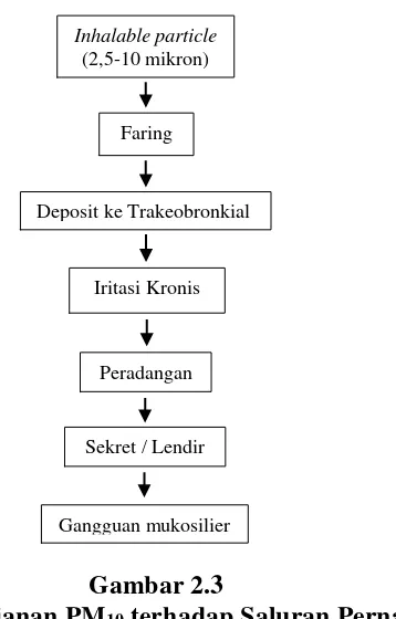  Gambar 2.3 Efek Pajanan PM10 terhadap Saluran Pernapasan