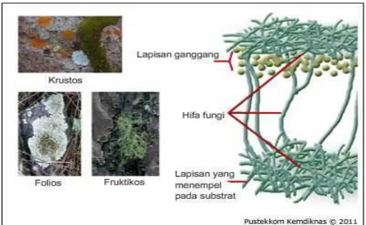 Gambar 2.1 Simbiosis Alga dengan Jamur yang  Membentuk Lichene..  15