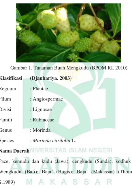 Gambar 1. Tanaman Buah Mengkudu (BPOM RI. 2010)  1.  Klasifikasi  (Djauhariya. 2003)  Regnum  : Plantae  Filum    : Angiospermae  Divisi    : Lignosae  Famili    : Rubiaceae  Genus    : Morinda 