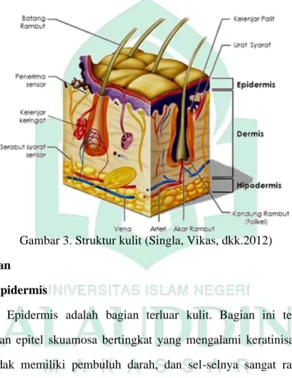 Gambar 3. Struktur kulit (Singla, Vikas, dkk.2012)  1. Lapisan  