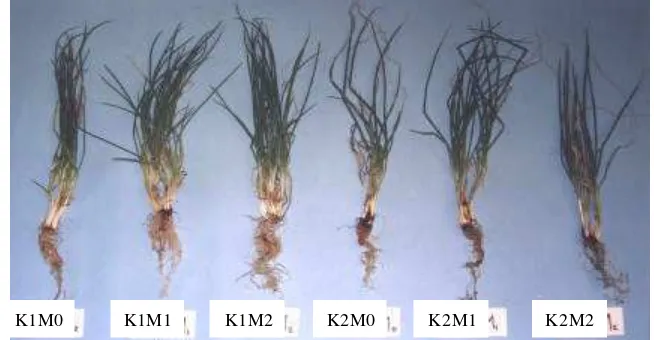 Gambar 12. Tanaman bawang merah varietas Bima Brebes pada berbagai  perlakuan kadar air dan CMA 