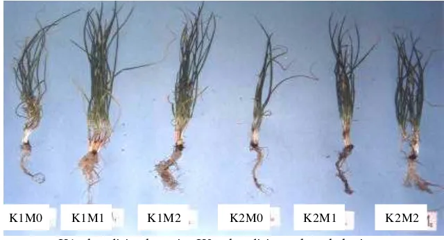 Gambar 14. Keragaan pertumbuhan tanaman bawang merah varietas Bima Brebes pada berbagai perlakuan kadar air dan CMA 