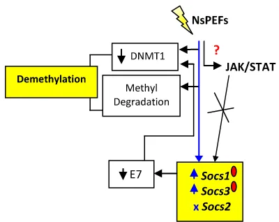 Figure 5.   A schematic diagrams of possibility mechanism of NsPEFs to increase socs1 and socs3 gene expressions