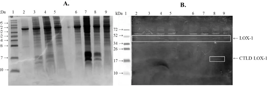 Figure 4. Detection of LOX-1 by SDS-PAGE (A) and Western Blot (B) analysis. Expressed proteins on the 6, 12, 18, and 24 h post transfection (A: lane 2-5) from HeLa cells; expressed proteins on the 6, 12, 18, 24 h post transfection (A: lane 6-9) from HeLa+ 