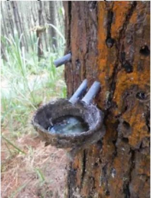 Gambar 2.2. Penyadapan getah pinus. 