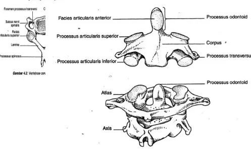 Gambar 3. Bentuk Vertebra 