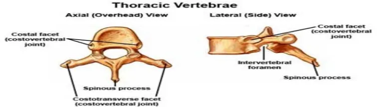 Gambar 5. Bentuk vertebra toraks