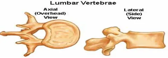 Gambar 7. Bentuk Vertebra Sakrum