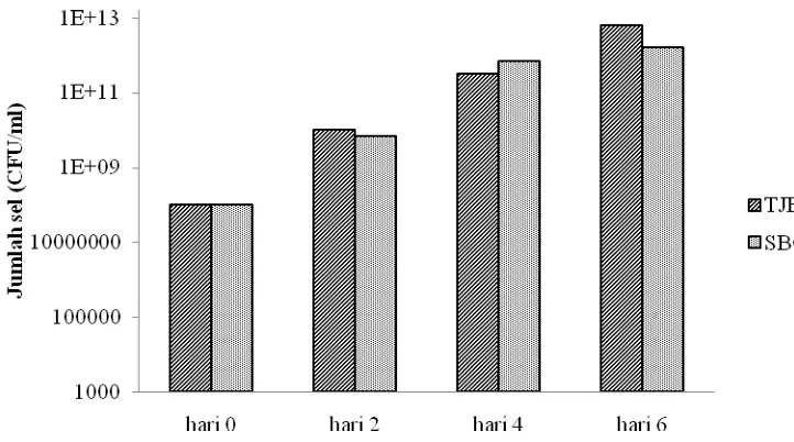 Gambar 4.1 Pertumbuhan isolat TJB 01 dan SBG 05 selama 6 hari 