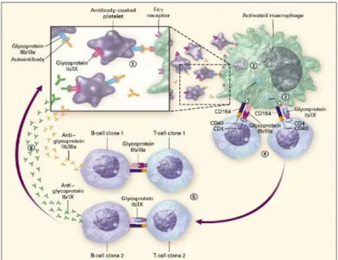 Gambar 2.1 Patogenesis Idiopathic thrombocytopenic purpura.(Dalam : Cines DB, Blanchette VS, Chir B