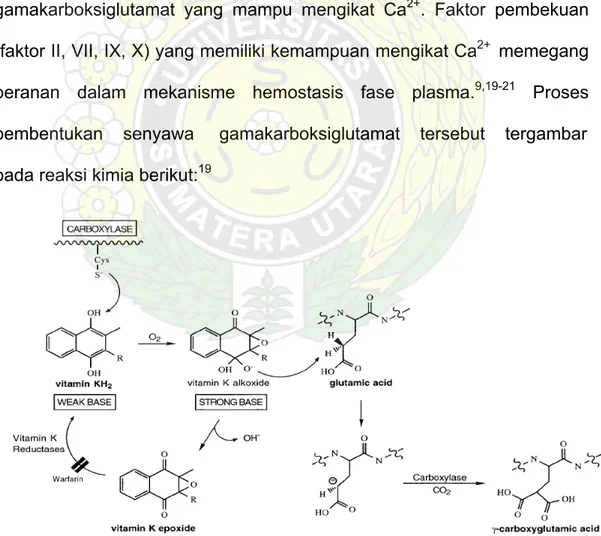 Gambar 2.1. Proses karboksilasi protein pembekuan yang                         tergantung  vitamin K 19