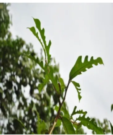 Gambar 6. Bayur (Pteruspermum javanicum)  6.  Marak besi (Macaranga denticulata Blume) 