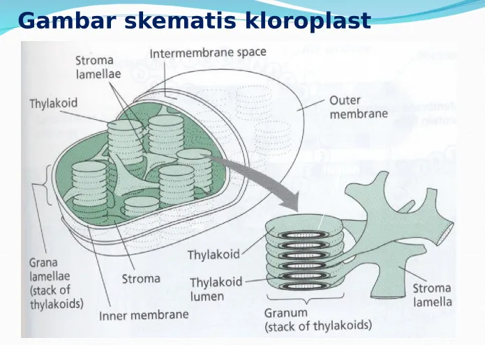 Gambar skematis kloroplast