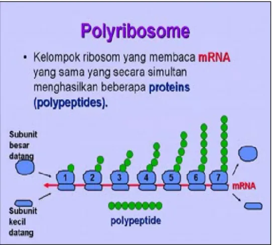 Gambar 2.6. Sintesa protein poliribosomal