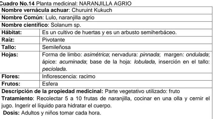 Cuadro No.14 Planta medicinal: NARANJILLA AGRIO  Nombre vernácula achuar: Churuint Kukuch 