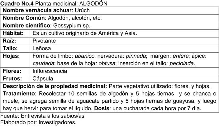 Cuadro No.4 Planta medicinal: ALGODÓN  Nombre vernácula achuar: Urúch 