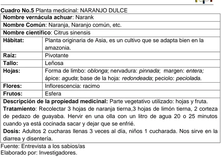 Cuadro No.5 Planta medicinal: NARANJO DULCE  Nombre vernácula achuar: Narank 