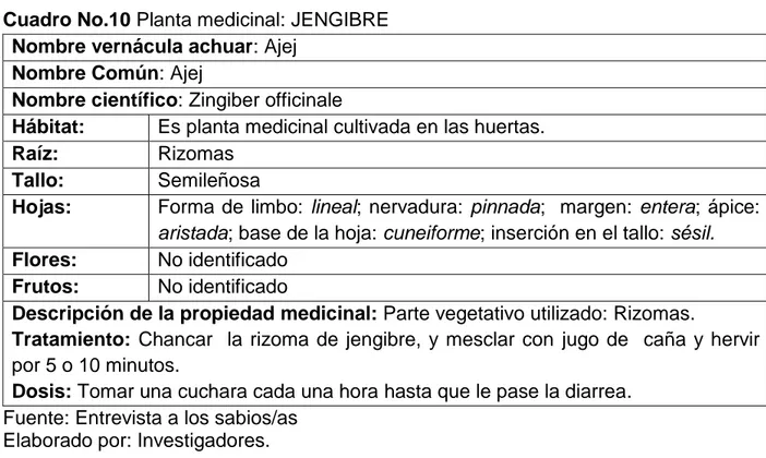 Cuadro No.10 Planta medicinal: JENGIBRE  Nombre vernácula achuar: Ajej 