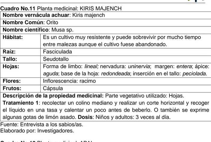 Cuadro No.11 Planta medicinal: KIRIS MAJENCH  Nombre vernácula achuar: Kiris majench 