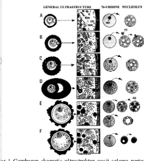 Gambar 1  Gambaran skematis ultrastruktur oosit selama pertumbuhannya di dalam 