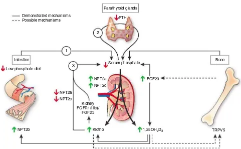 Figure 1 |diminishes serum phosphate concentration and leads to a decrease in PTH secretion, which physiologically reduces urinary phosphateexcretion