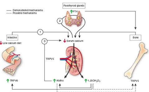Figure 2 | Calcium regulation by klotho: Hypotheses. The first arrow starts from the intestine, where a reduced dietary calcium intakediminishes serum calcium concentration and leads to an increase in PTH secretion