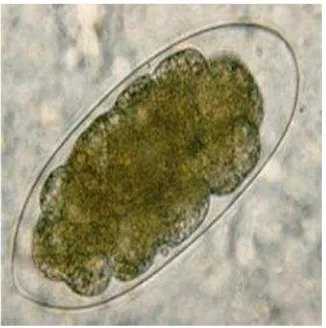 Gambar 7(a). Larva