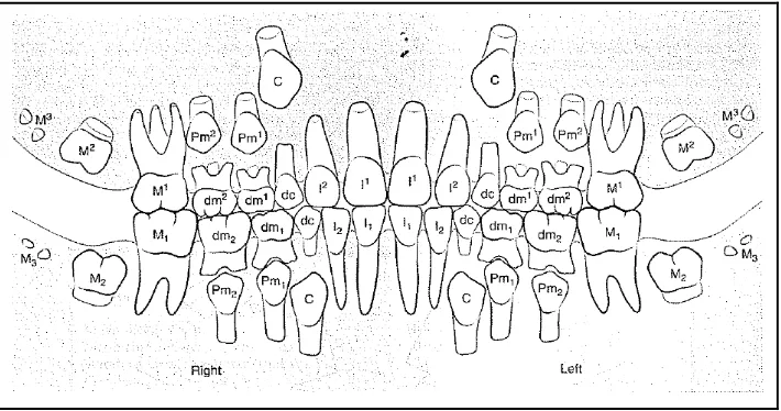 Gambar 4.  Gambaran periode gigi bercampur (setelah erupsi gigi permanen molar pertama dan insisivus)23 