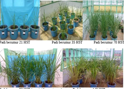 Gambar 3. Foto pertumbuhan tanaman padi