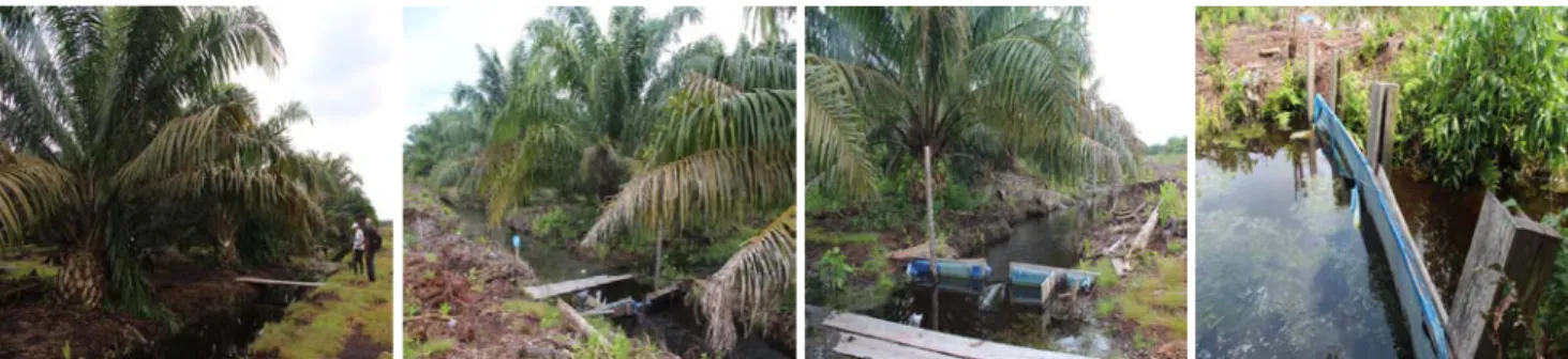 Tabel 5 dan 6 memperlihatkan bahwa total  produksi tertinggi dan emisi GRK terendah dalam  budidaya kelapa sawit di lahan gambut terdegradasi  dihasilkan dari tanaman yang diameliorasi dengan  Tankos, meskipun pendapatan yang dihasilkan lebih  rendah