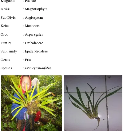 Gambar 2. Tumbuhan Anggrek Sayar-sayar (Eria cymbidifolia) 