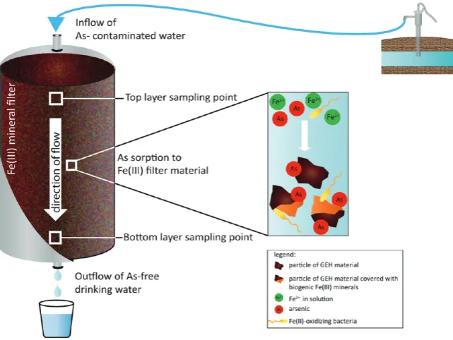 Figure 1. Diagram of a GEHprobable number quanti ﬁlter system, illustrating microbial processes and As sorption inside the ﬁlter as well as the sampling locations for mostﬁcation.