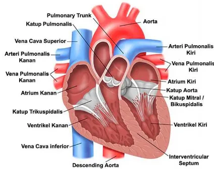 Gambar 2.10 Anatomi Jantung 